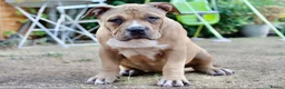 American Bully dogs for sale: American Pocket Bully’s  - Advert 20