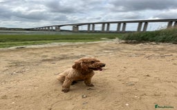 Cavapoo dogs for sale: F1 RED CAVAPOOS LICENSED KC HEALTH TESTED PARENTS  - Image 21