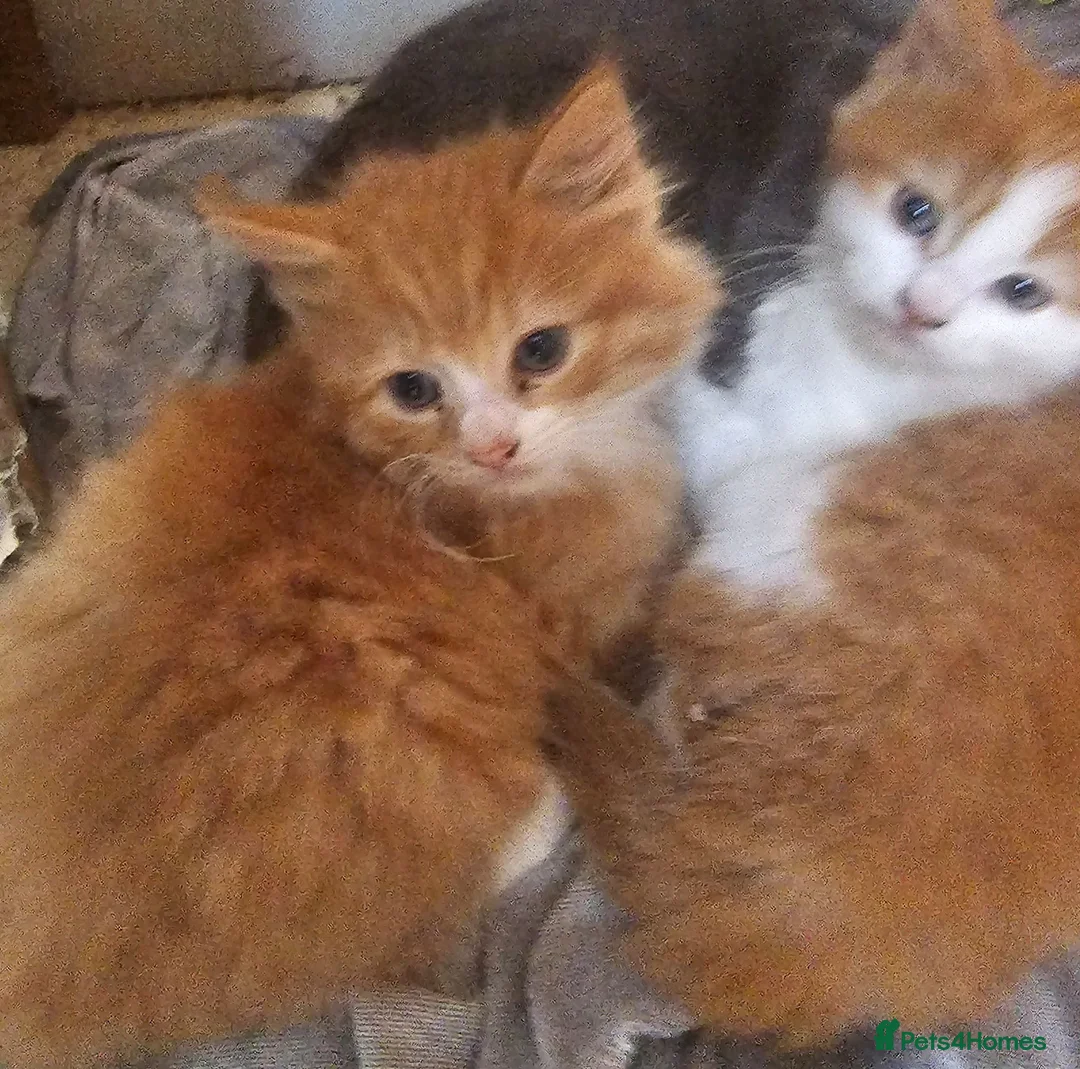Mixed Breed cats for sale: 2 beautiful kittens left 😍  - Advert 1