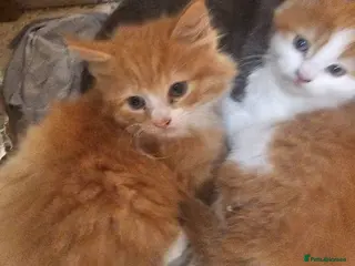 Mixed Breed cats 2 beautiful kittens left 😍 - Advert 3