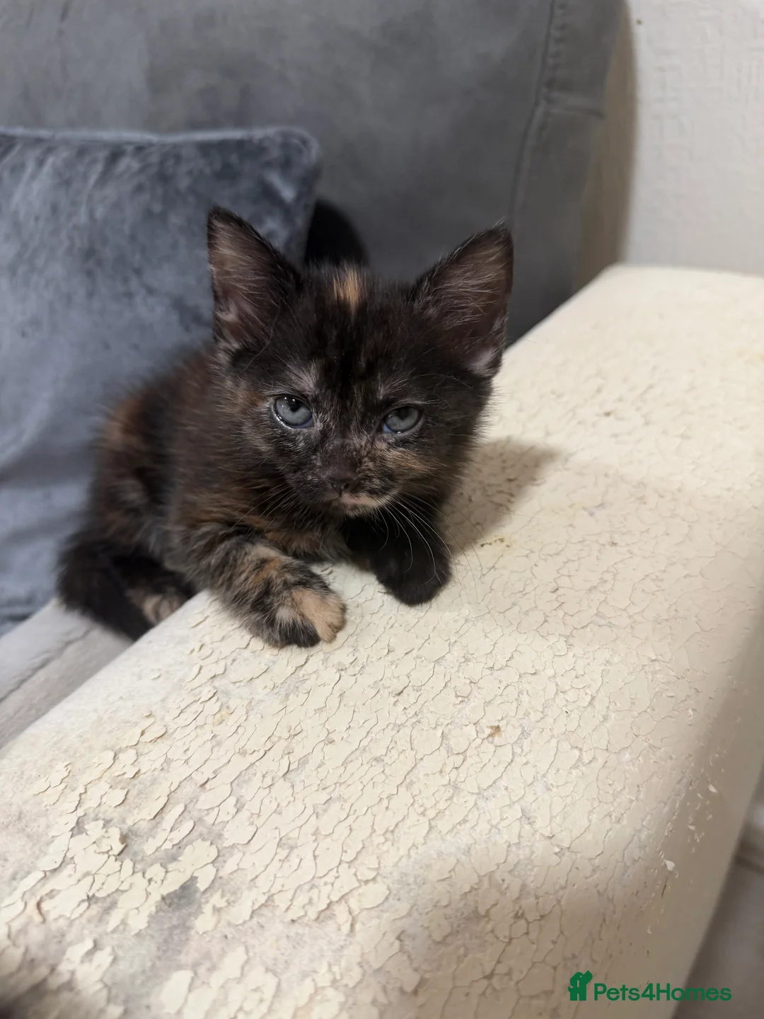 American Shorthair cats for sale: 5 beautiful kittens for sale  - Advert 2