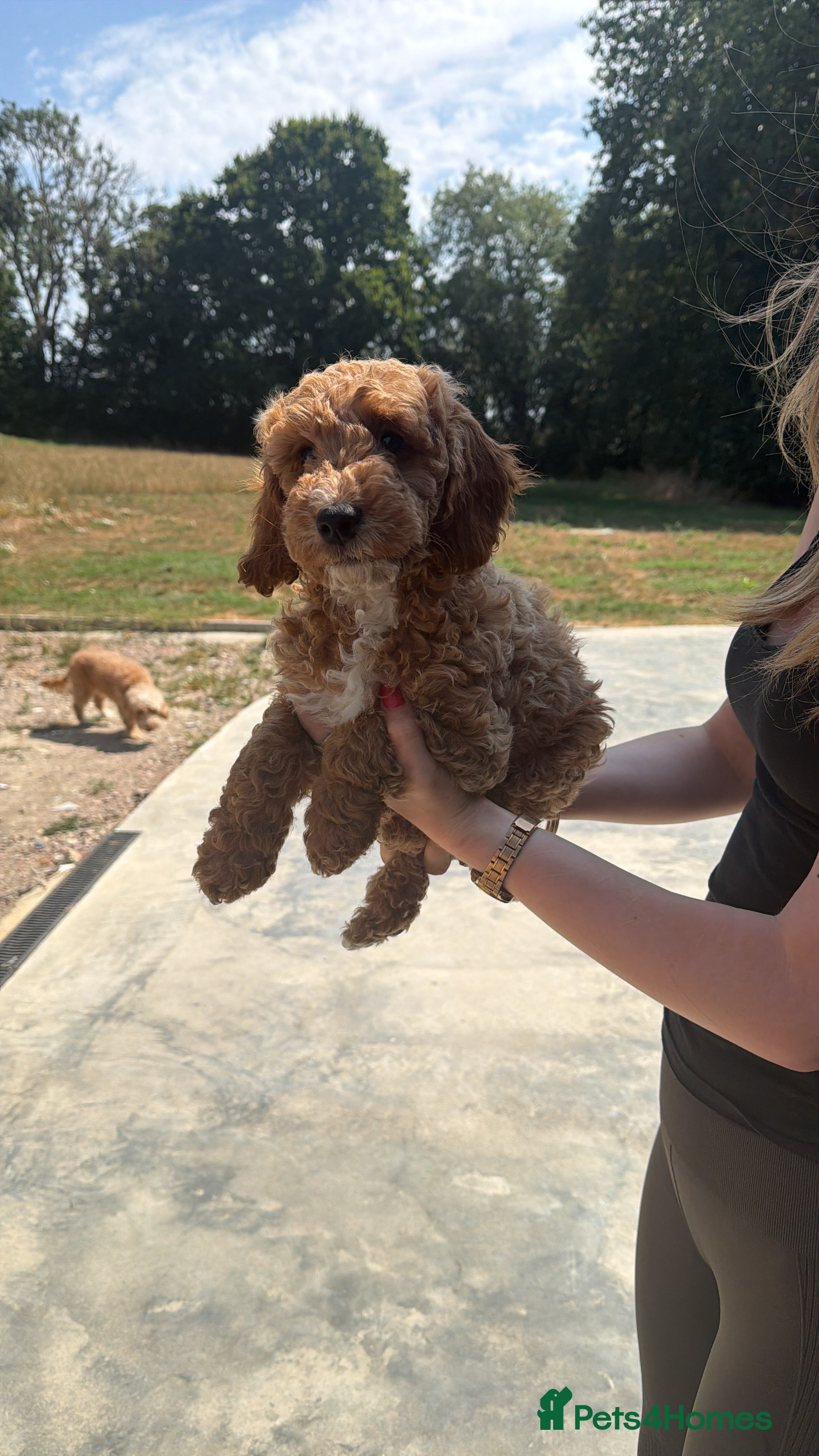 Cockapoo dogs Cockapoo puppies F1B  - Advert 1
