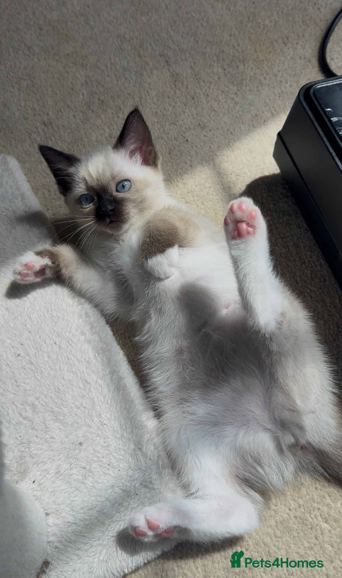 Ragamese cats ONE SIAMESE GIRL LEFT - CONFIDENT & AFFECTIONATE - Advert 1