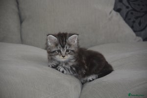 Maine Coon cats - Advert 8