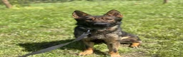 German Shepherd dogs for sale: Male German Shepherd  - Advert 1
