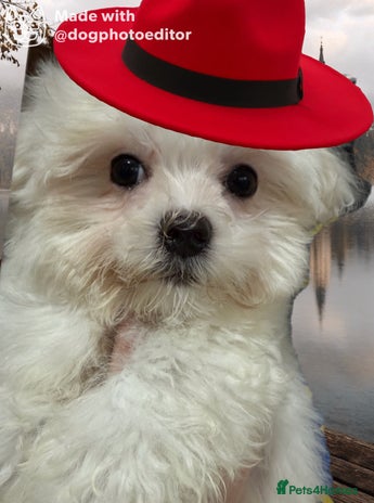 Maltese dogs in Manchester - Advert 3