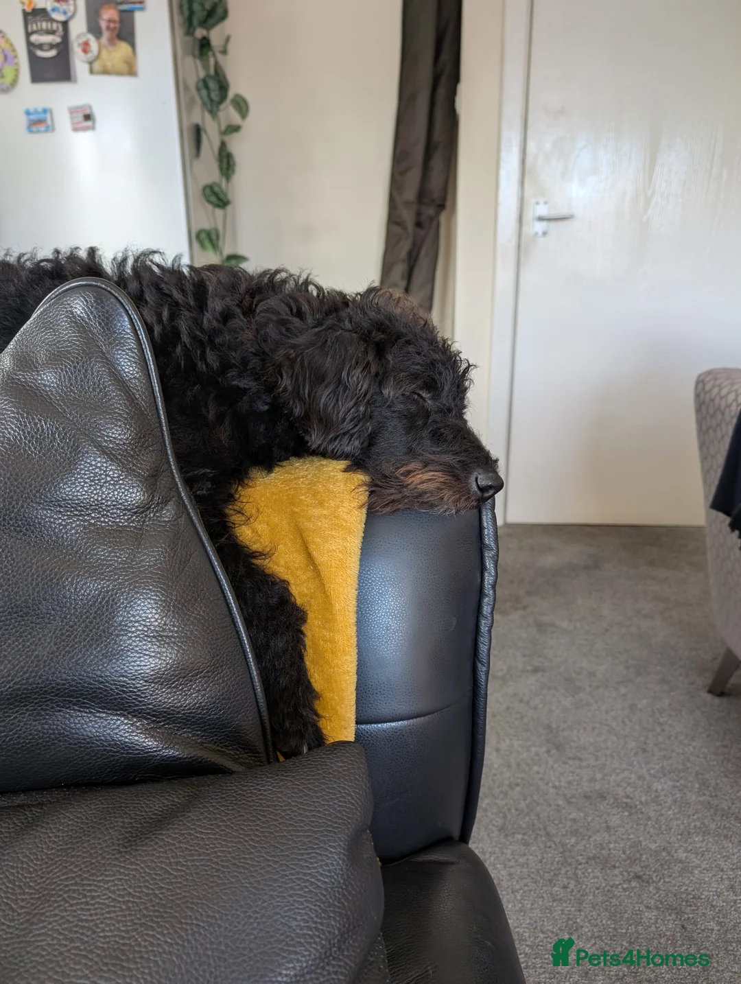 Mixed Breed dogs for sale:  Free to loving new home 16mth old male Patterpoo - Advert 5