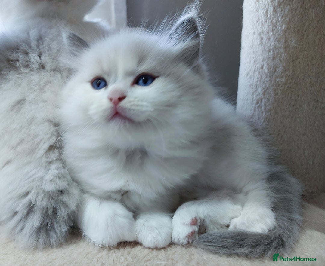 Ragdoll cats for sale: Ragdoll Kitten for Sale – Meet Sky 💙🐾 - Image 1