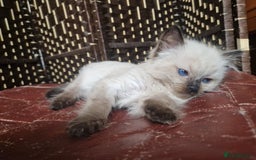 Ragdoll cats for sale: 1 sweet Ragdoll boy looks for a loving family  - Image 16