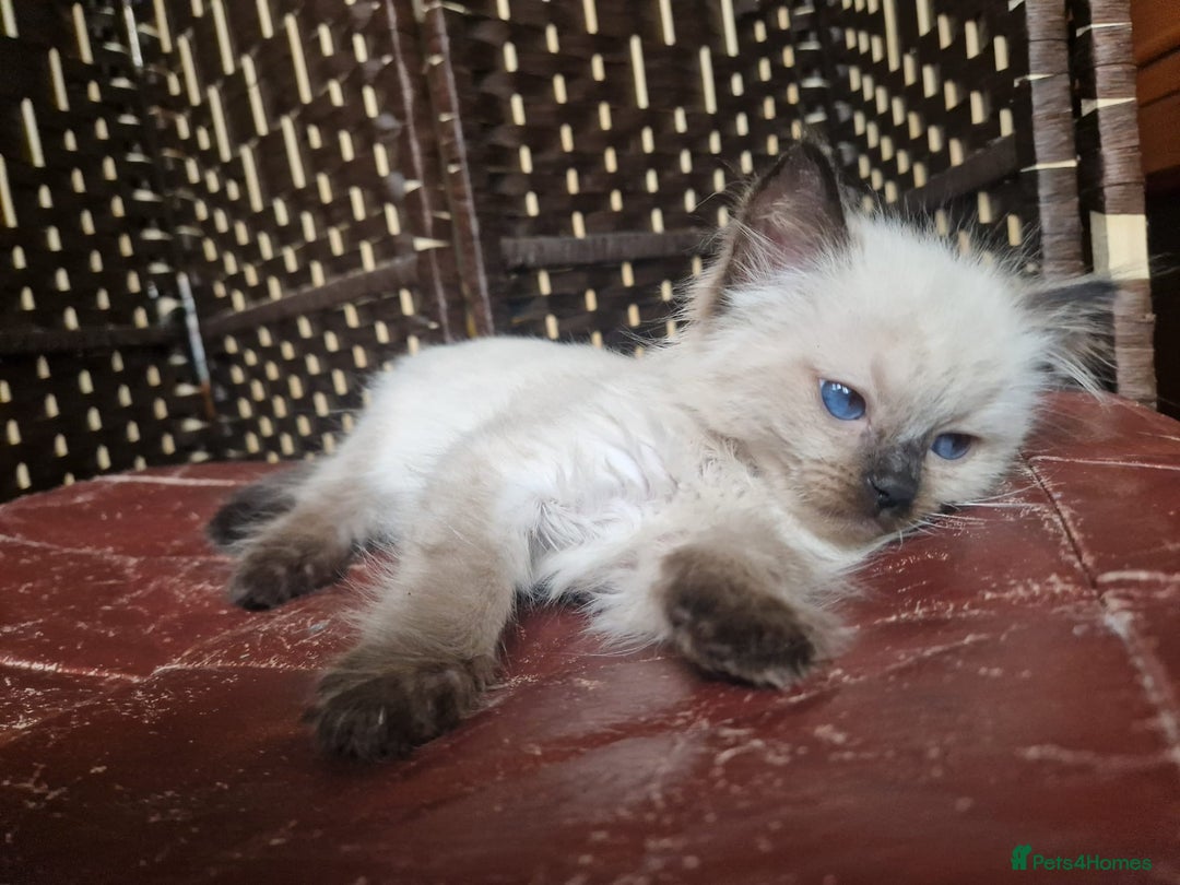 Ragdoll cats for sale: 1 sweet Ragdoll boy looks for a loving family  - Image 16
