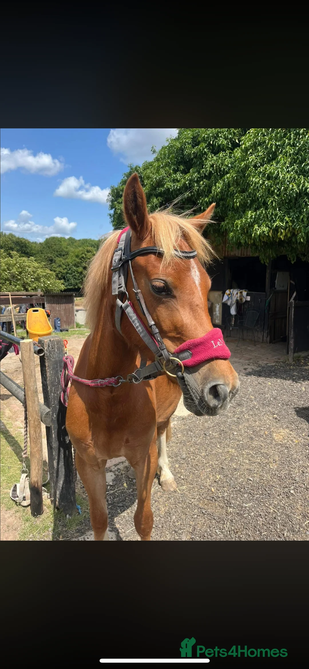 Welsh Section B horses for sale: ELSA🧡 - Advert 21