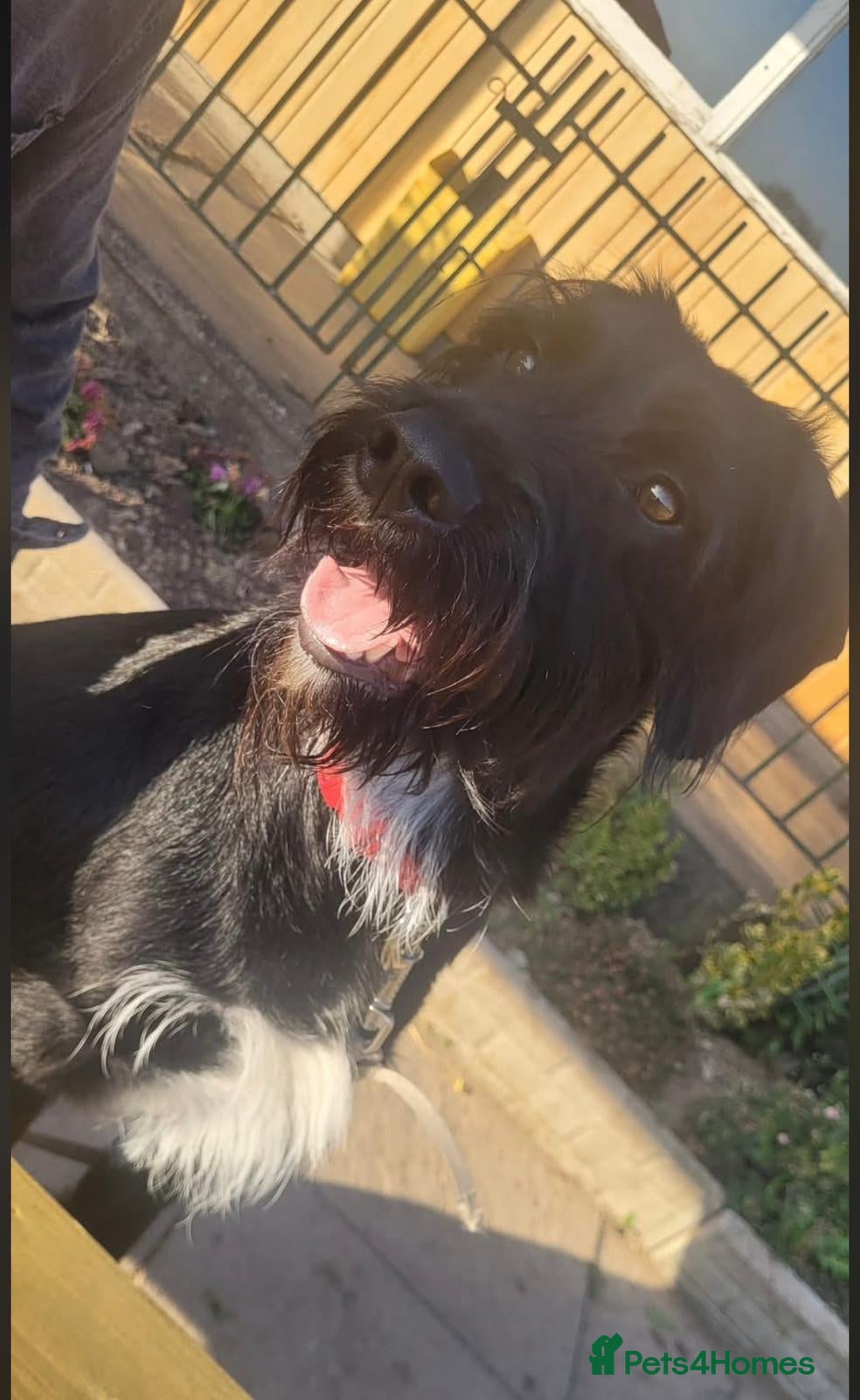 Mixed Breed dogs Bear Giant Schnauzer Cross - Advert 5
