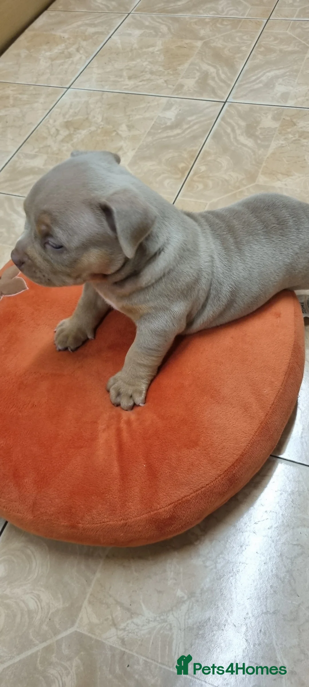 American Bully dogs for sale: American pocket bully  - Advert 14
