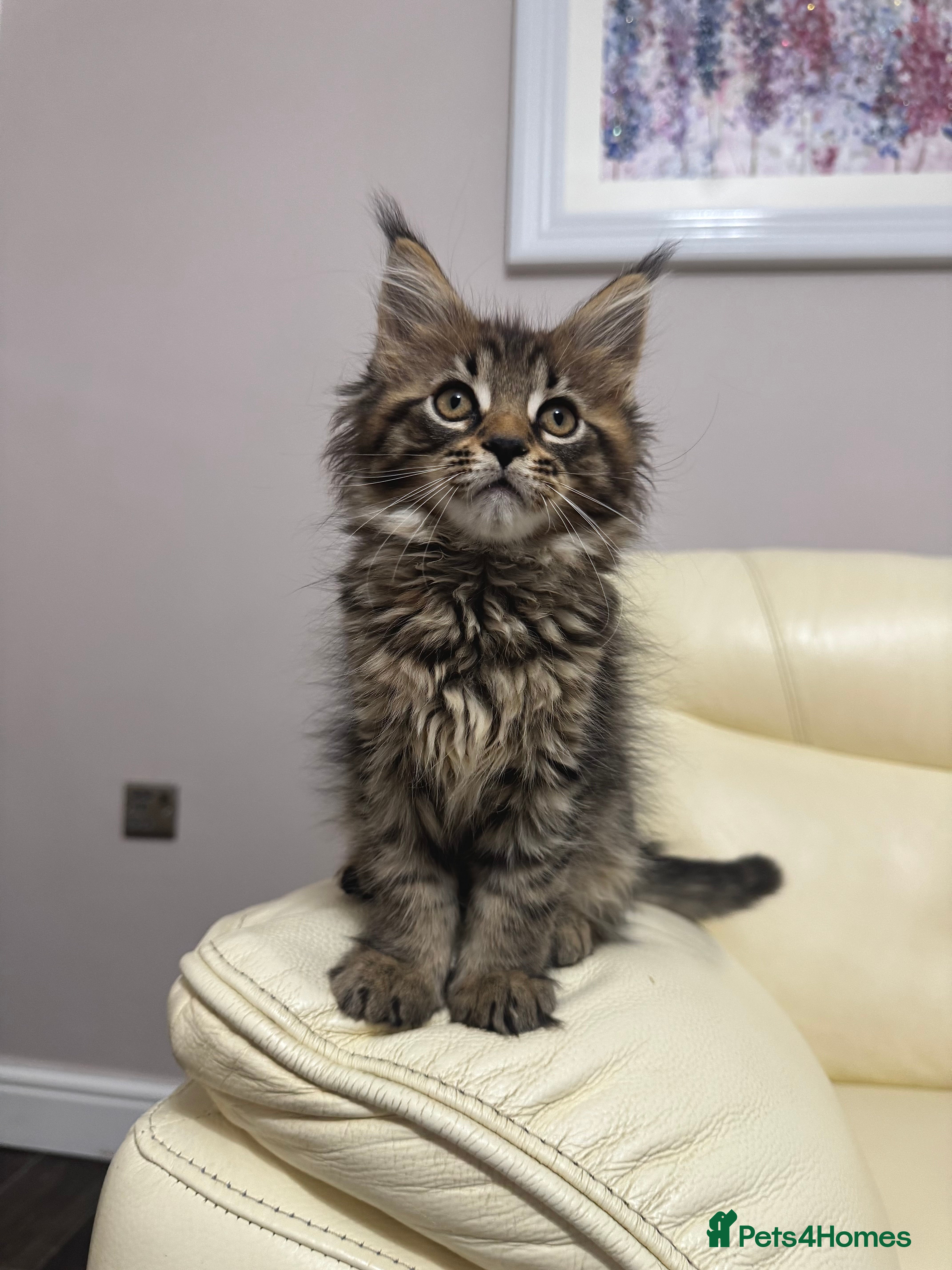 Maine Coon cats MaineCoonKitten🏆20+gen🧬Outstadning Full Pedigree - Advert 5