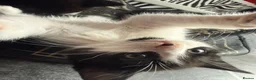 Mixed Breed cats for sale: B&W Kitten looking 4 home  - Advert 9