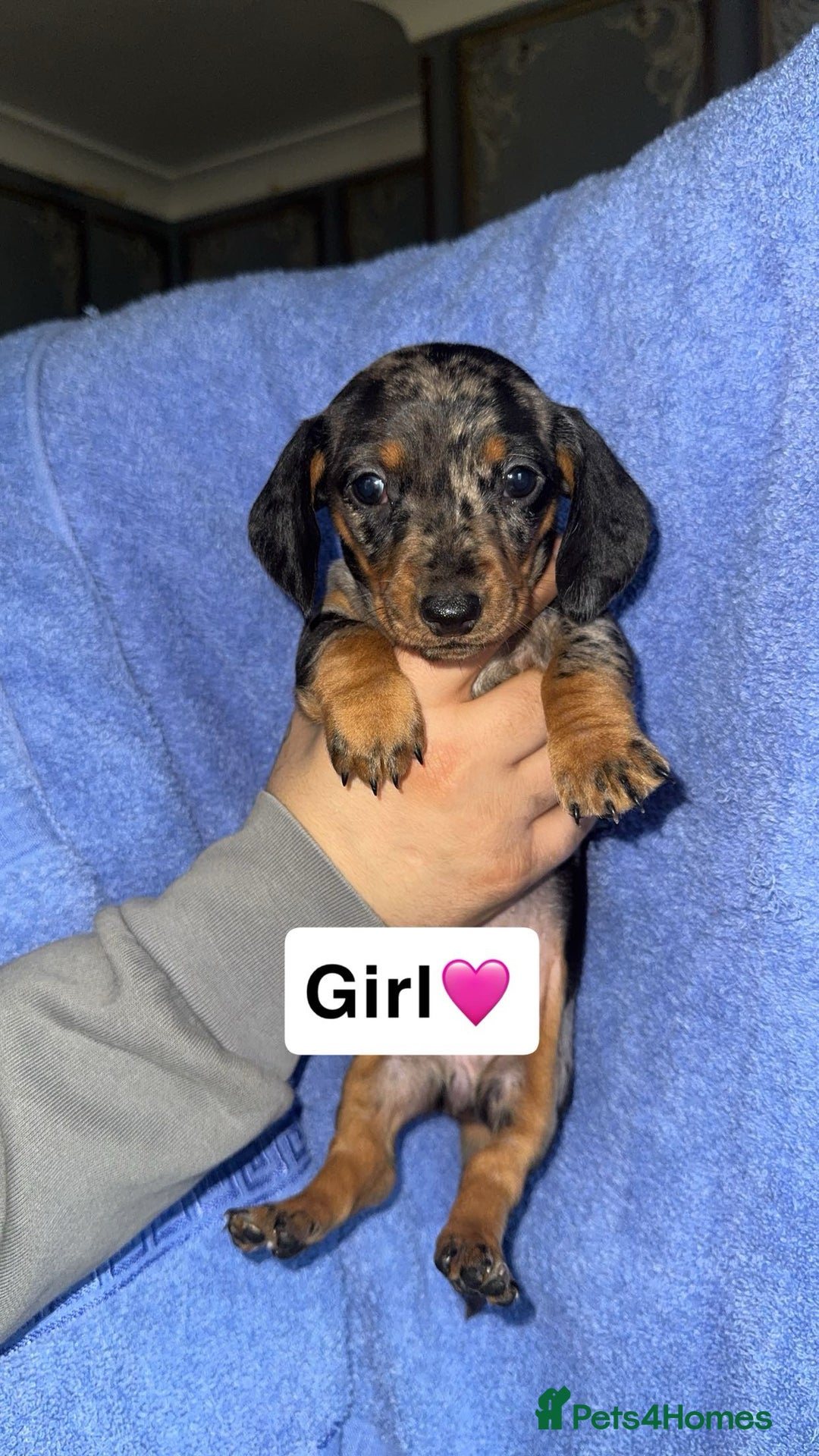 Dachshund dogs for sale: Dachshund puppies for sale - Advert 8
