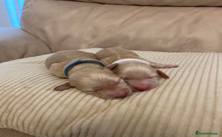 Miniature Dachshund dogs - Advert 14