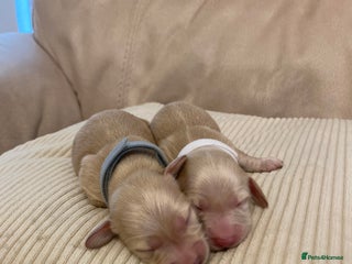 Miniature Dachshund dogs - Advert 7