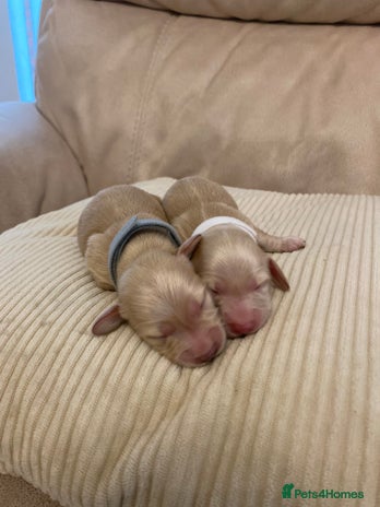 Miniature Dachshund dogs - Advert 4