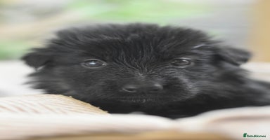 German Shepherd dogs KC registered 5 generation long coated GSD puppies - Advert 3