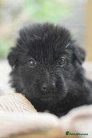 German Shepherd dogs KC registered 5 generation long coated GSD puppies - Advert 4