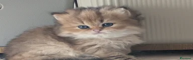 British Longhair Kitten 1