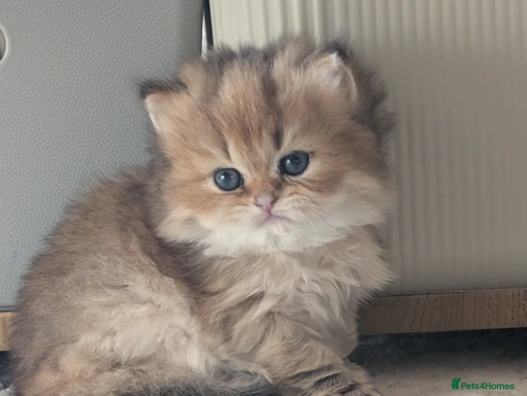 British Longhair cats for sale: British long hair  - Advert 11