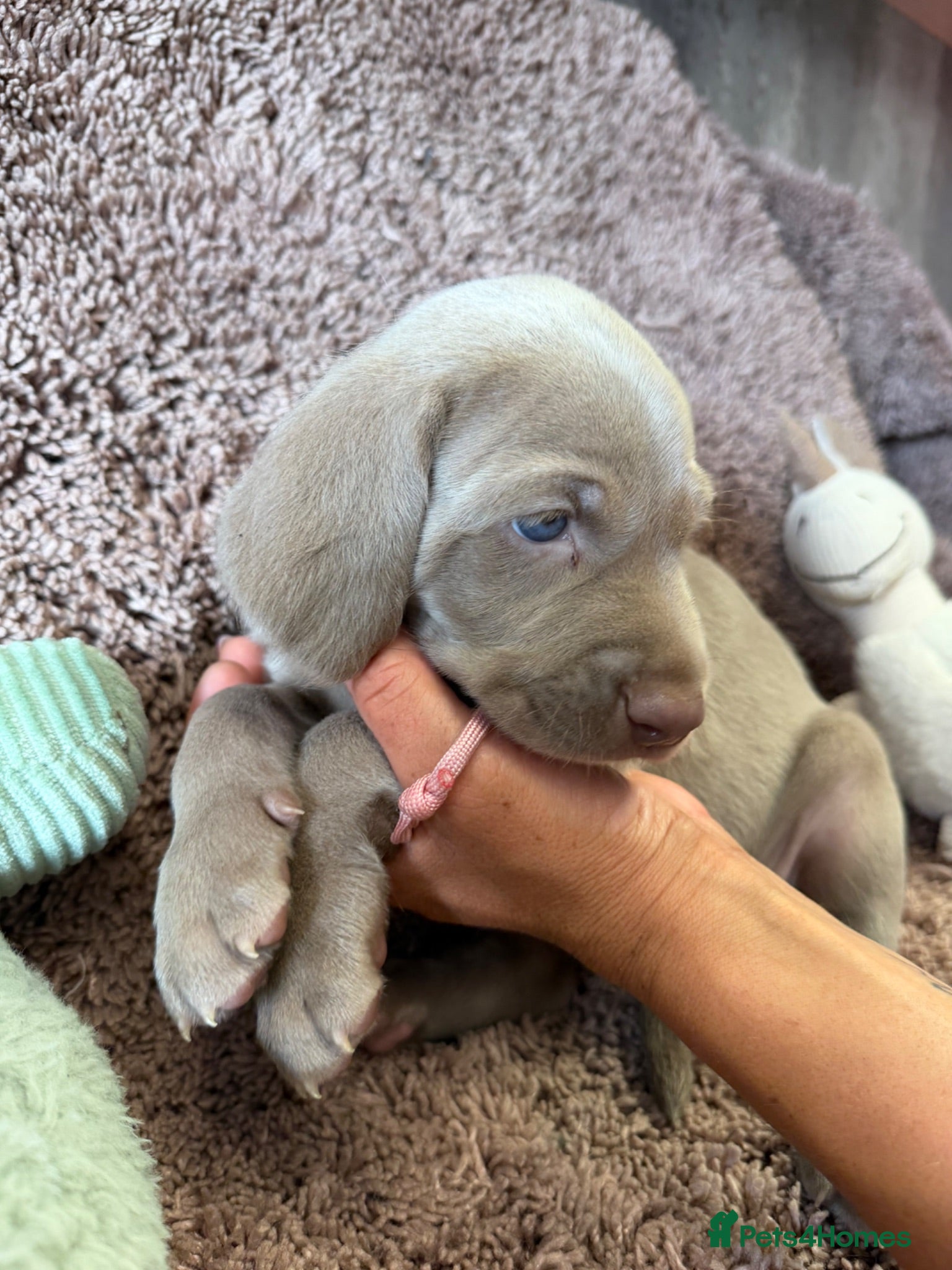 Weimaraner dogs Weimaraner Silver Grey Girl Pups - Ganult showline - Advert 2