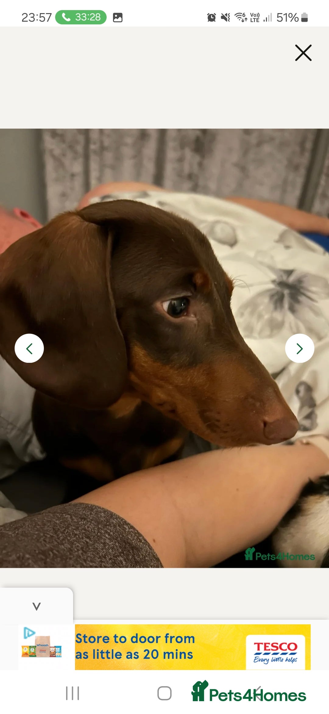 Miniature Dachshund dogs for stud: STUD available  - Image 8