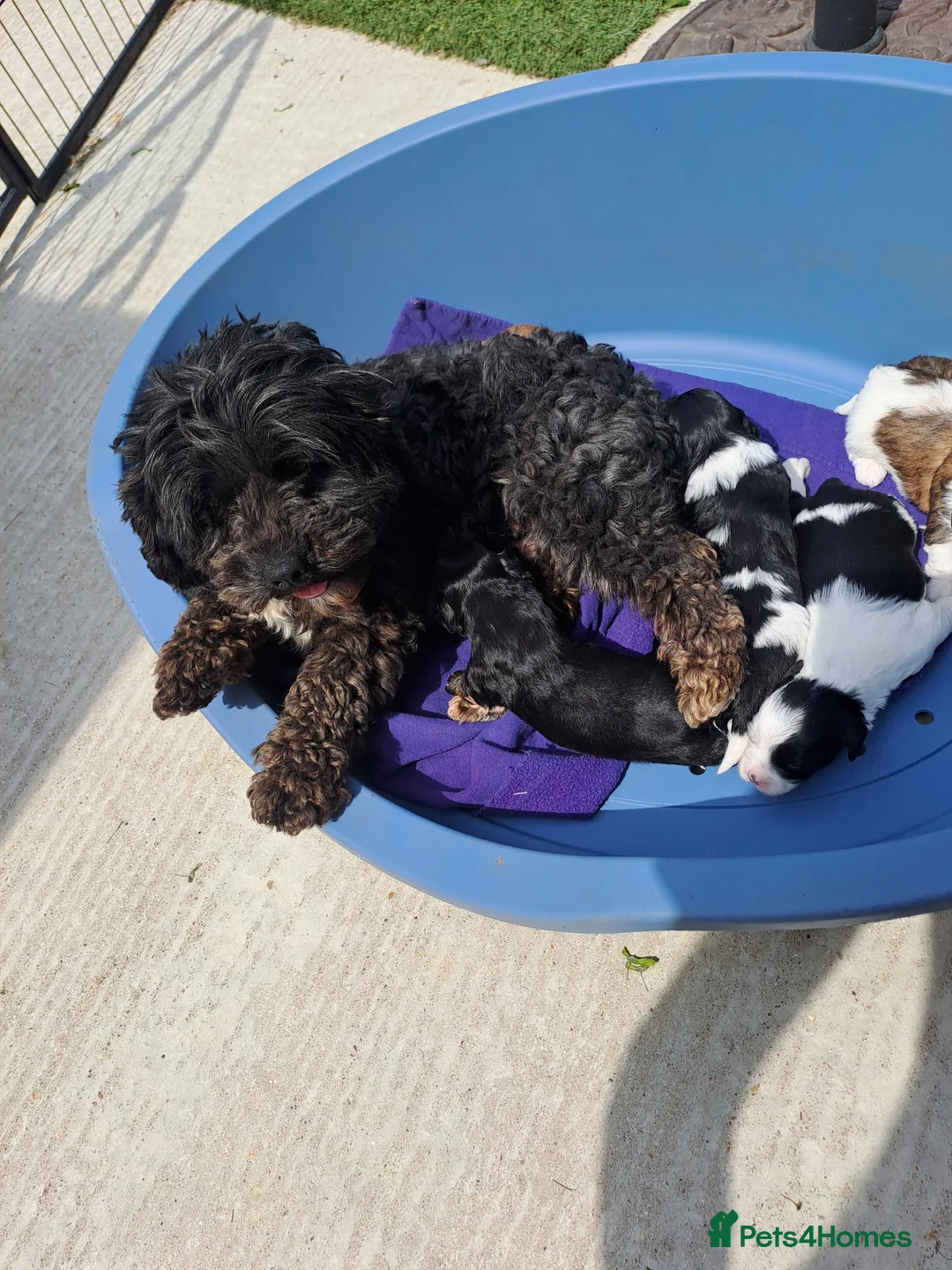 Lhasapoo dogs for sale: Lhasapoo Puppies  - Advert 5