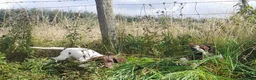 English Springer Spaniel dogs for sale: Gorgeous English Springer Spaniels Puppies - Advert 8