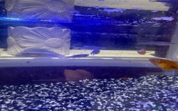 Platies fish for sale: Platy and danios - Image 8