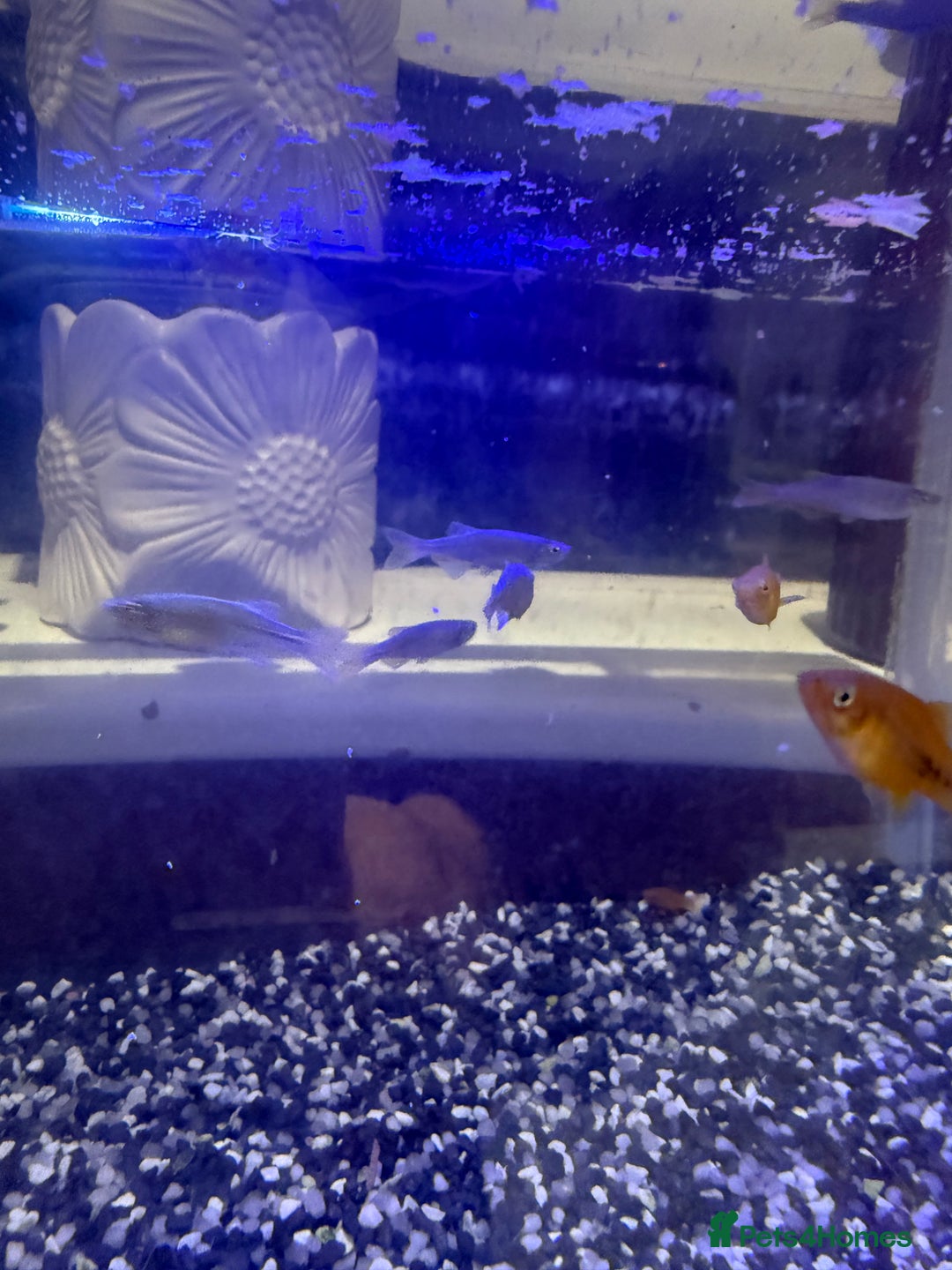 Platies fish for sale: Platy and danios - Image 8