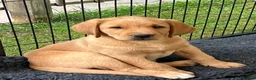 Labrador Retriever dogs for sale: Pedigree Labrador Puppies LAST TWO - Advert 6