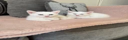 Mixed Breed cats for sale: White kittens for sale  - Advert 11