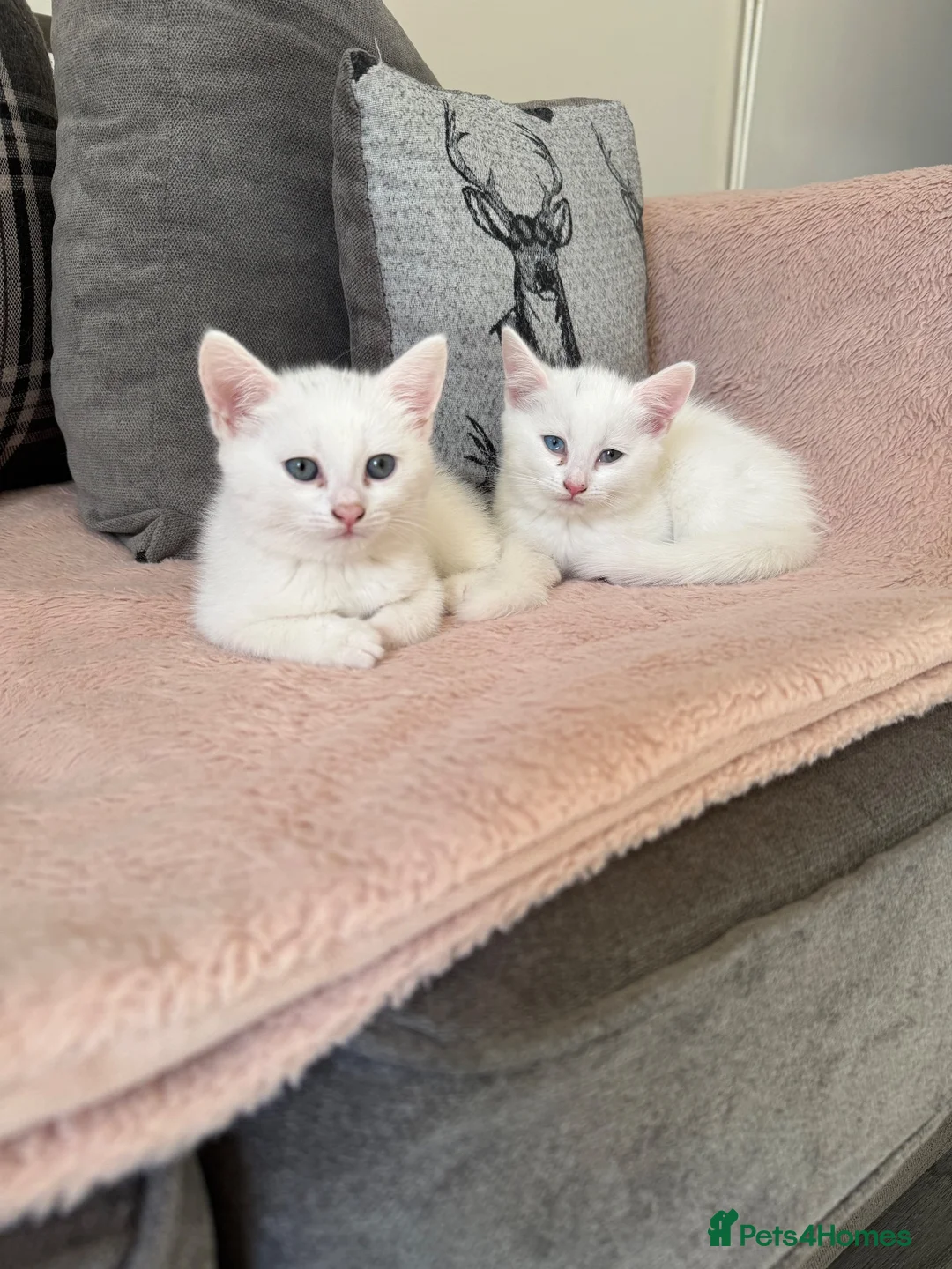 Mixed Breed cats for sale: White kittens for sale  - Advert 11