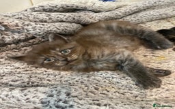 Mixed Breed cats for sale: 2 Fluffy female Kittens - Image 2