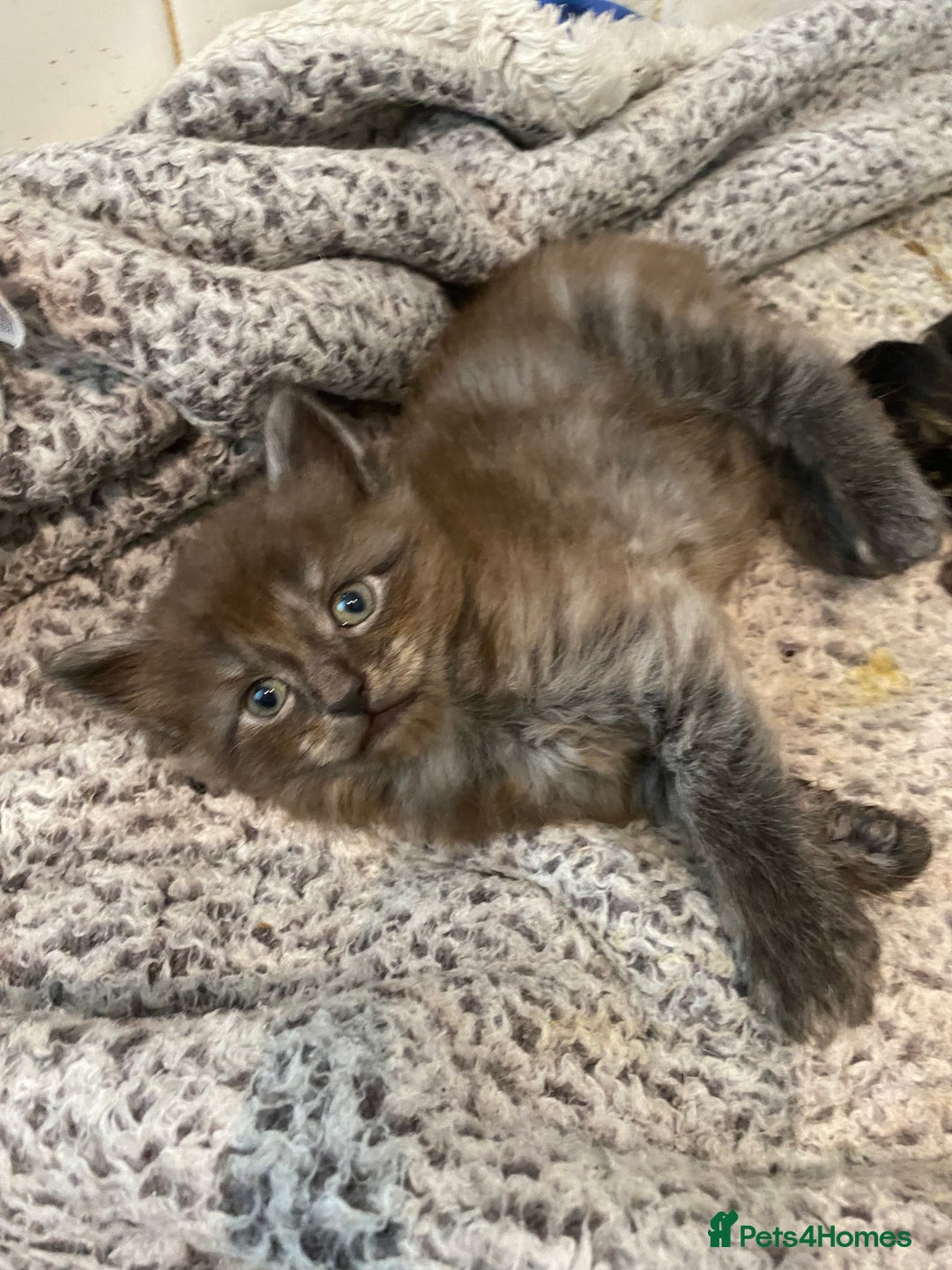 Mixed Breed cats for sale: 2 Fluffy female Kittens - Image 2