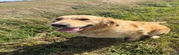 Golden Retriever dogs for sale: Gorgeous loving golden retriever girl - Advert 5