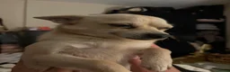 Chihuahua dogs for sale: Peaches & Blossom - Advert 4