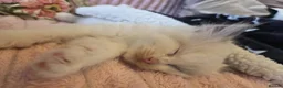 Ragdoll cats for sale: Ragdoll kittens purebred  - Advert 4
