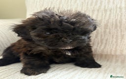 Mixed Breed dogs for sale: Shih-Poo or Shoodle - Image 17