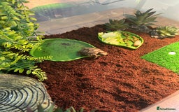 Tortoise reptiles for sale: Tortoise  - Image 1