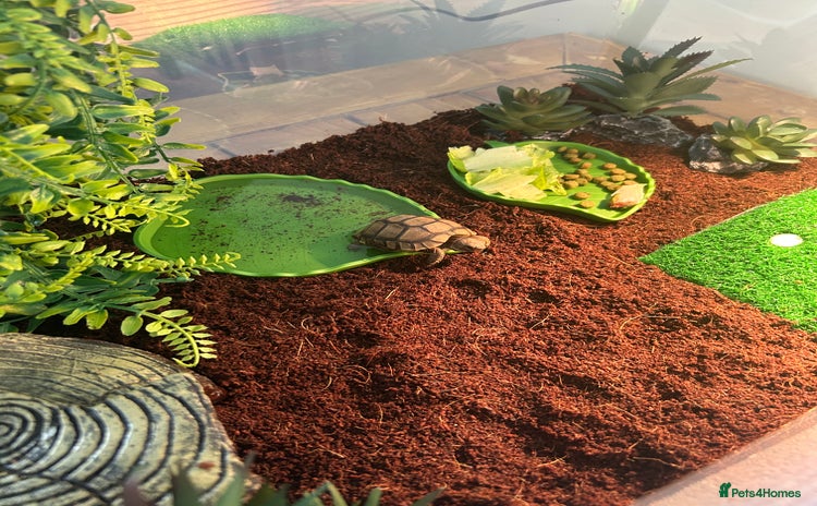 Tortoise reptiles - Advert 1