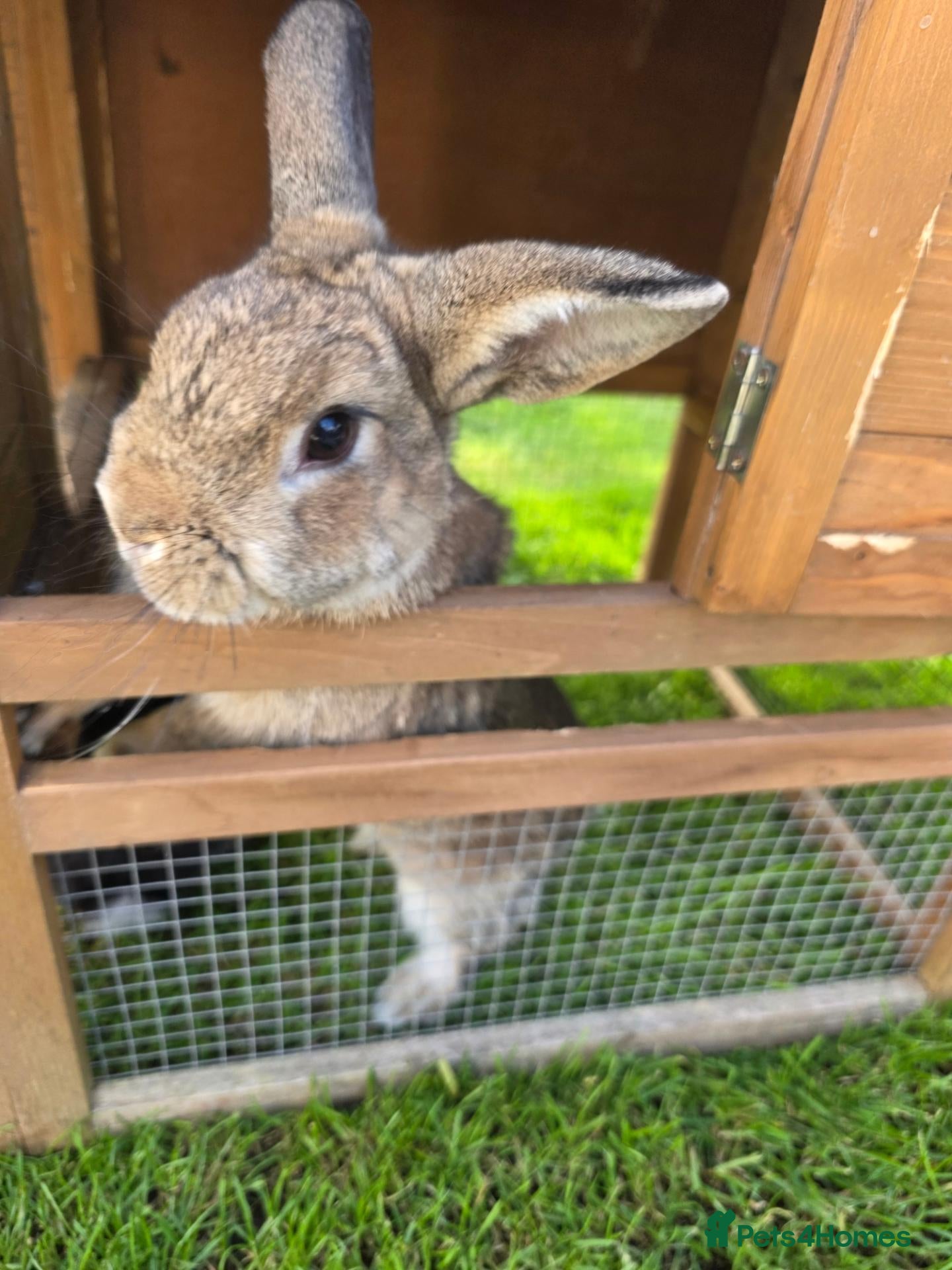 Mixed Breed rabbits 2 Mixed Breed Male Rabbits - Advert 8