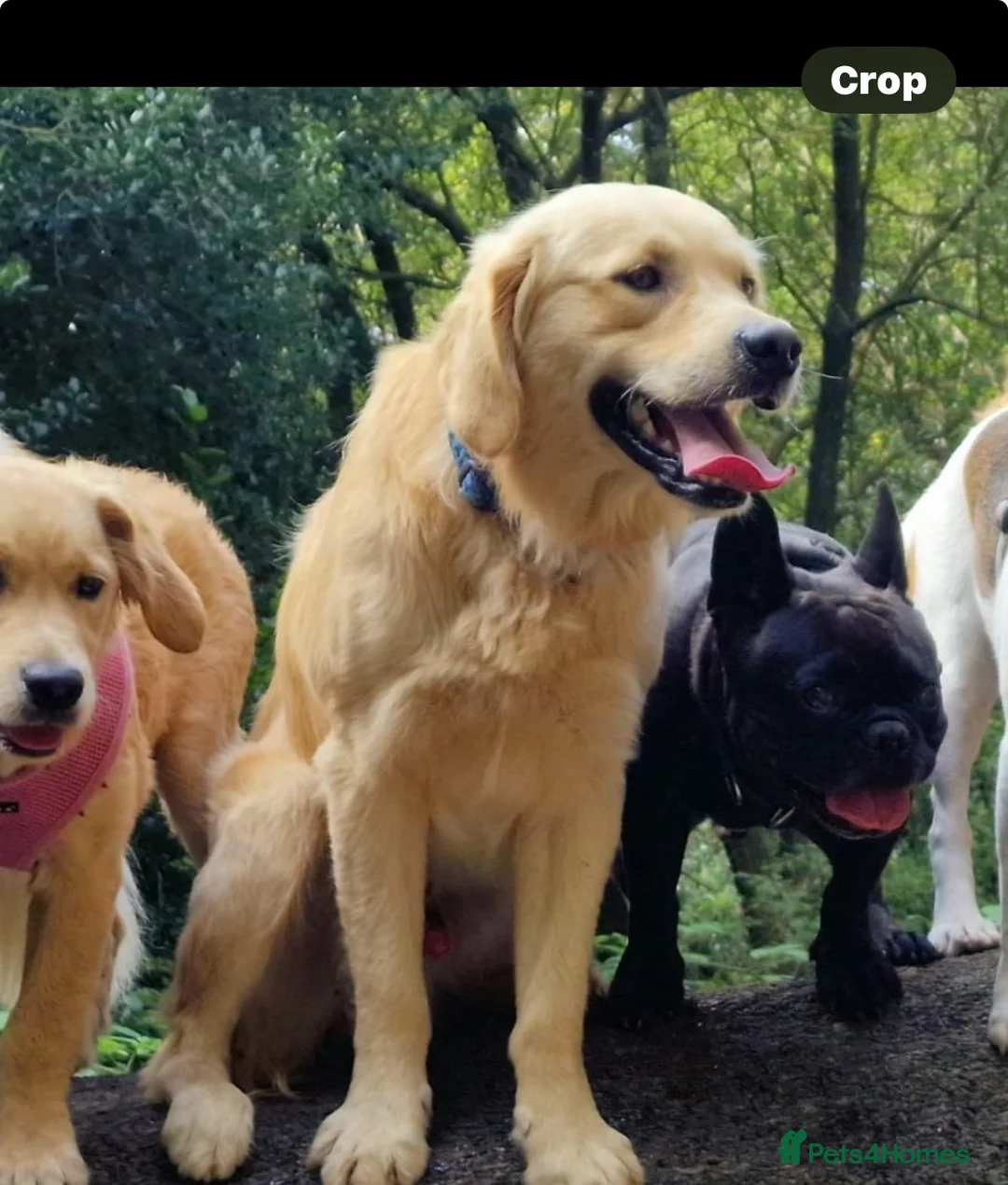 Golden Retriever dogs for stud: Fully health tested n dna clear kc stud - Advert 4