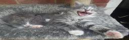 Mixed Breed cats for sale: Very fluffy grey mixbread ready to go🐈‍⬛🐈‍⬛£190 in Hounslow - Advert 9