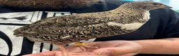 Quail poultry for sale: HATCHING SOON! Coturnix Quail Chicks - Advert 3