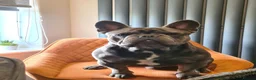 French Bulldog dogs for sale: 2x Male French Bulldogs For Sale - Advert 6