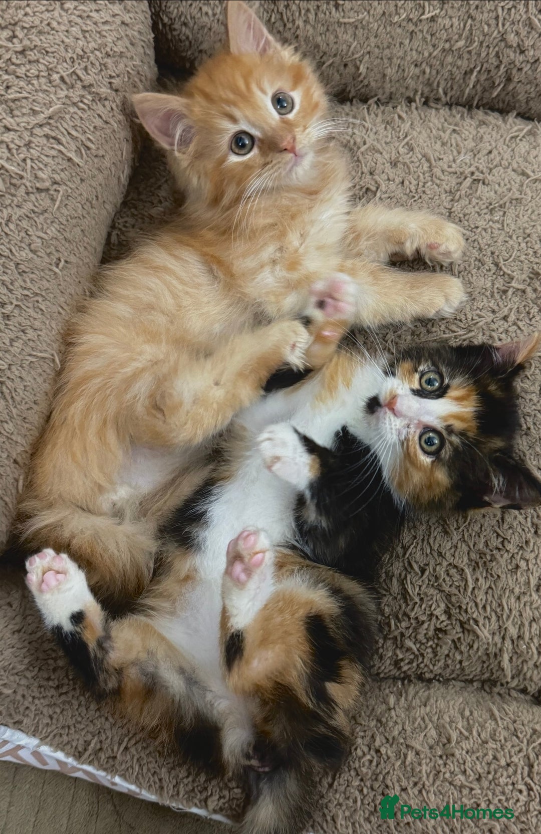 Mixed Breed cats for sale: GORGEOUS SIBERIAN X KITTENS  - Image 6